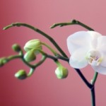 1289432_orchid_in_pink_1[2]